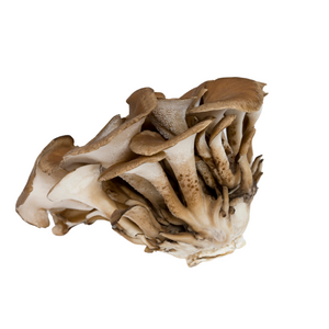 Maitake Mushroom