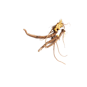 Yellow Dock Root